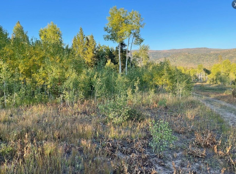 5 Lots On Shay Way Oak Creek CO 80467