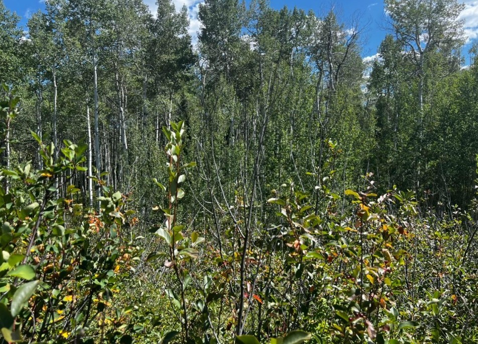 5 Lots On Shay Way Oak Creek CO 80467