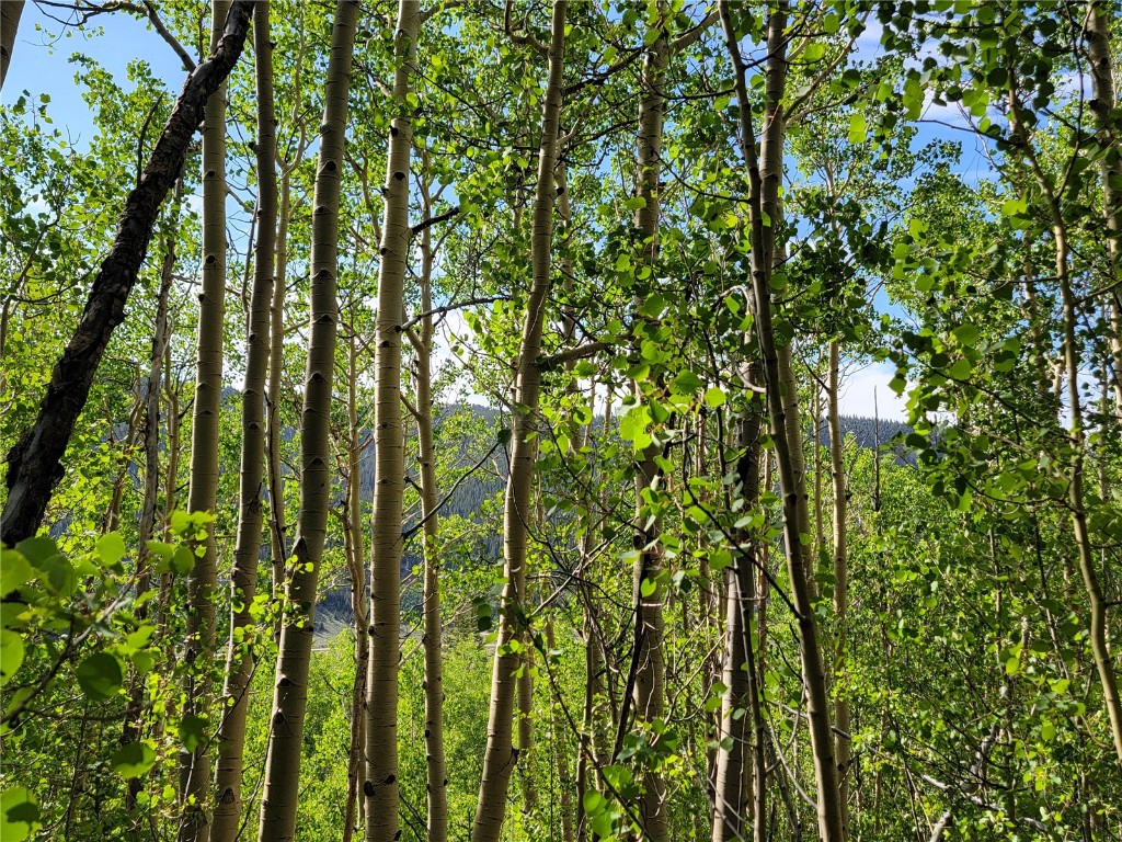 1191 Quartzville Road Alma CO 80420