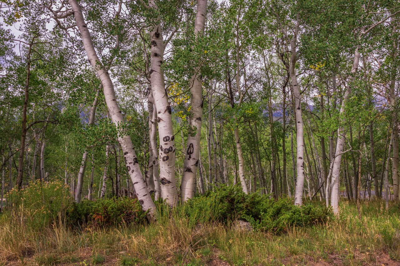 12 Harvest Moon Road Silverthorne CO 80498