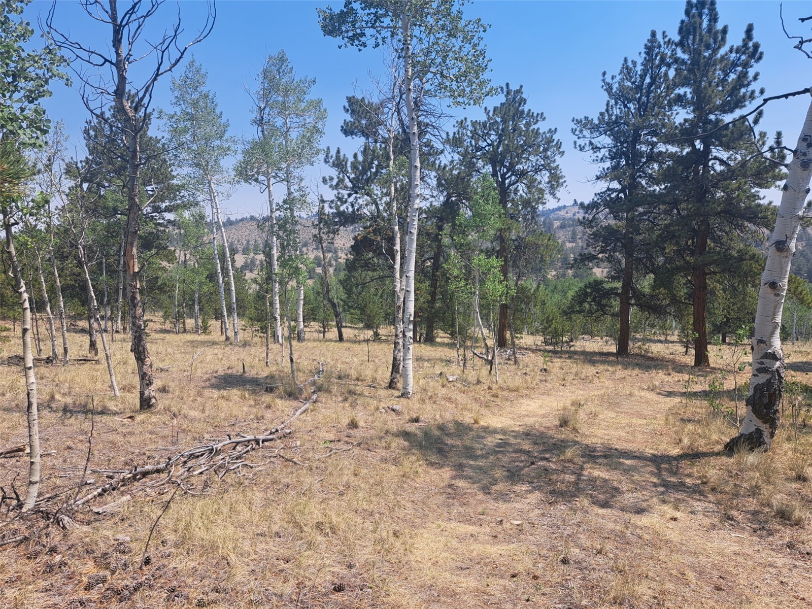 2338 Fitzsimmons Road Hartsel CO 80449