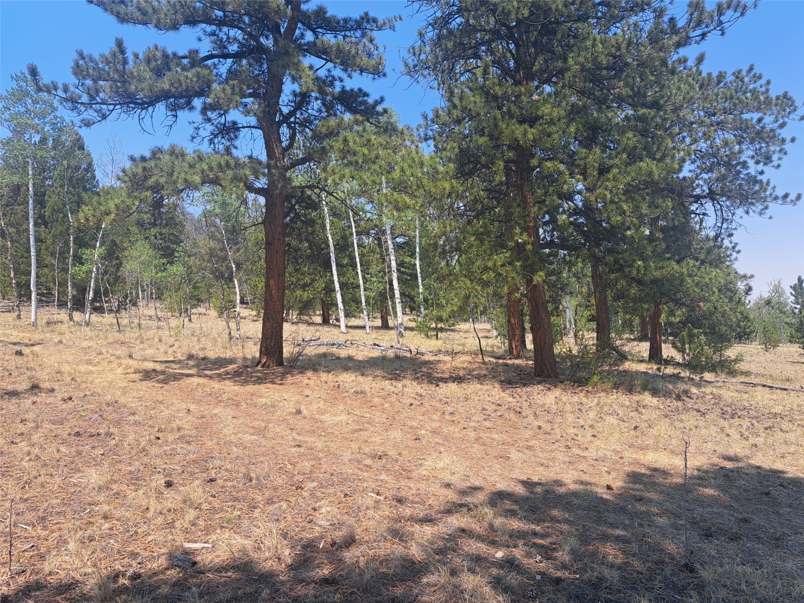 2338 Fitzsimmons Road Hartsel CO 80449