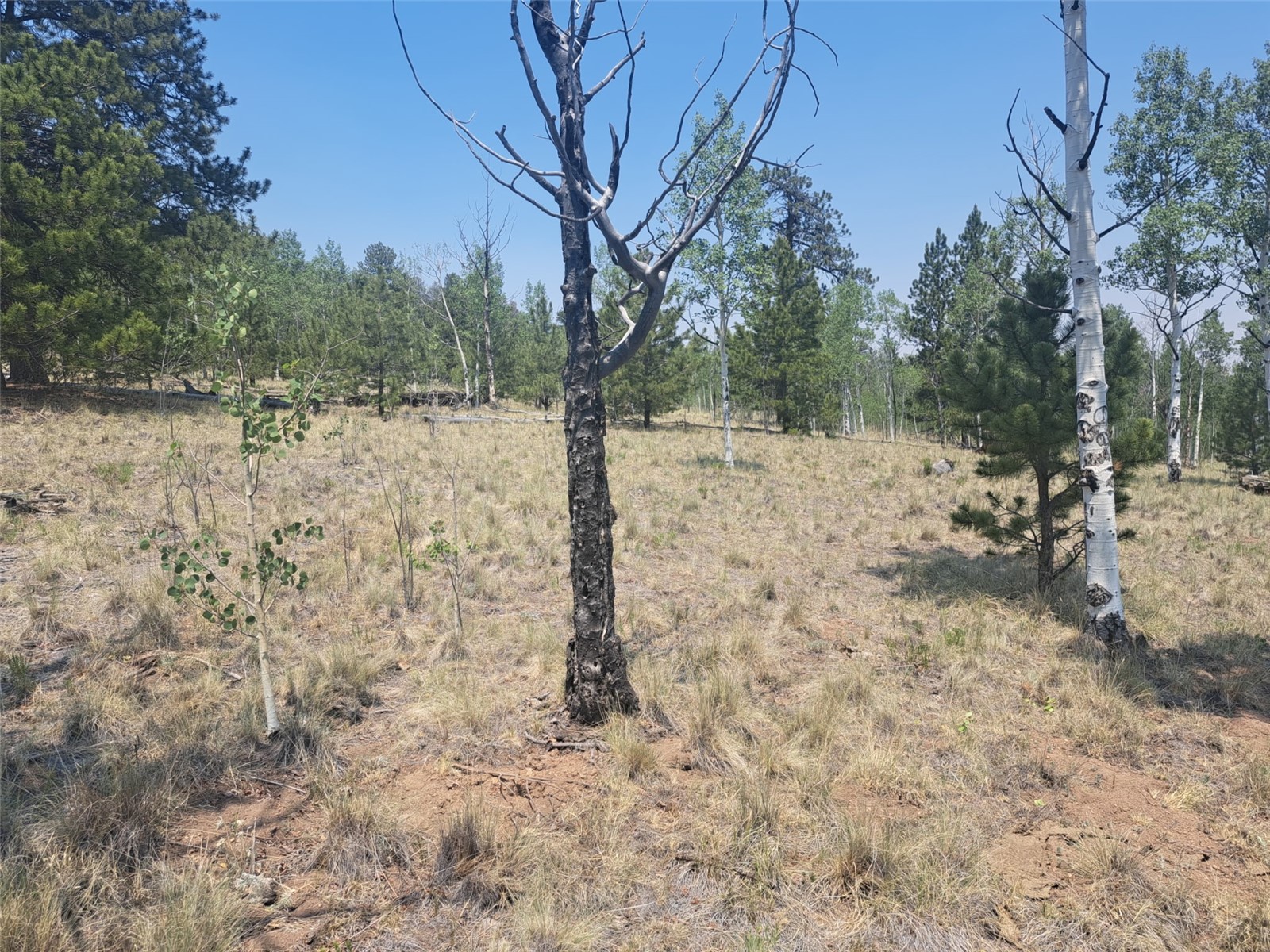 2338 Fitzsimmons Road Hartsel CO 80449