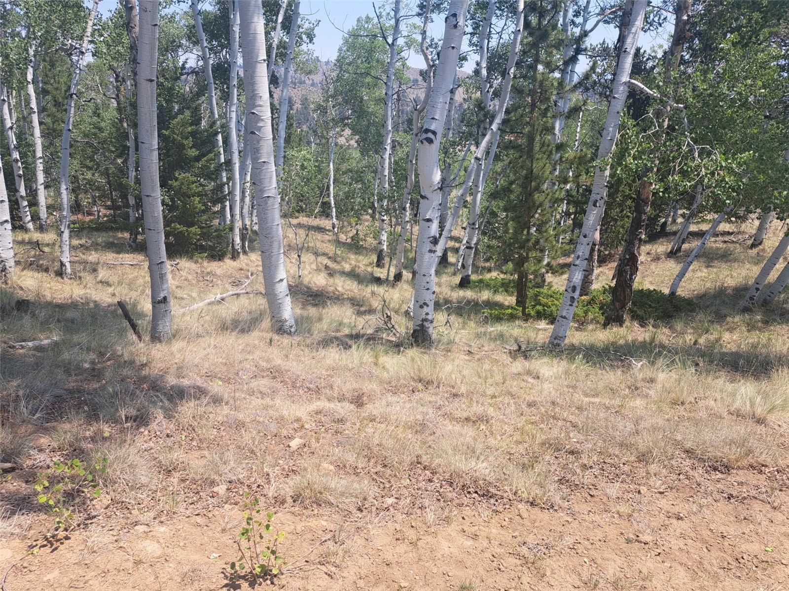 2338 Fitzsimmons Road Hartsel CO 80449