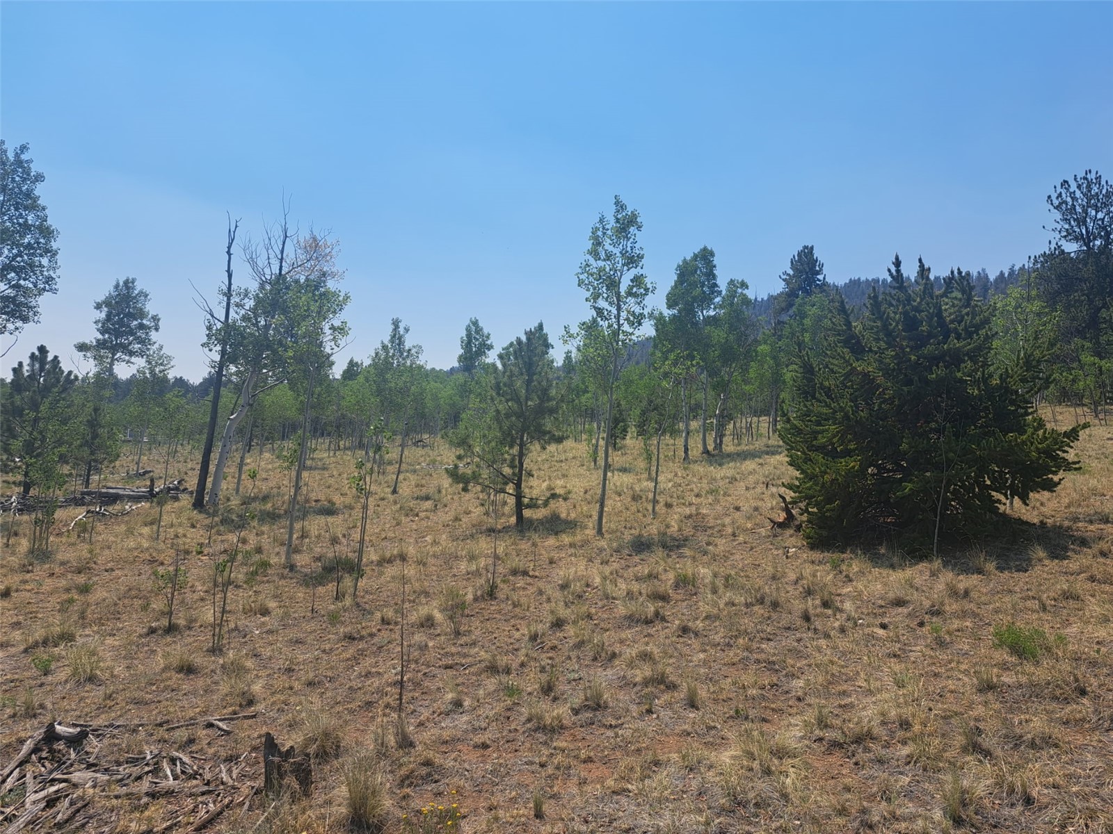 2338 Fitzsimmons Road Hartsel CO 80449