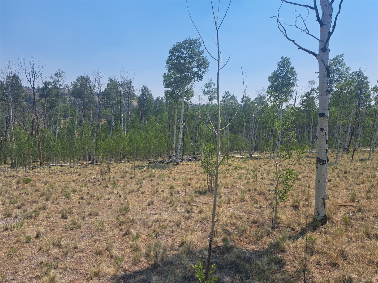 2338 Fitzsimmons Road Hartsel CO 80449