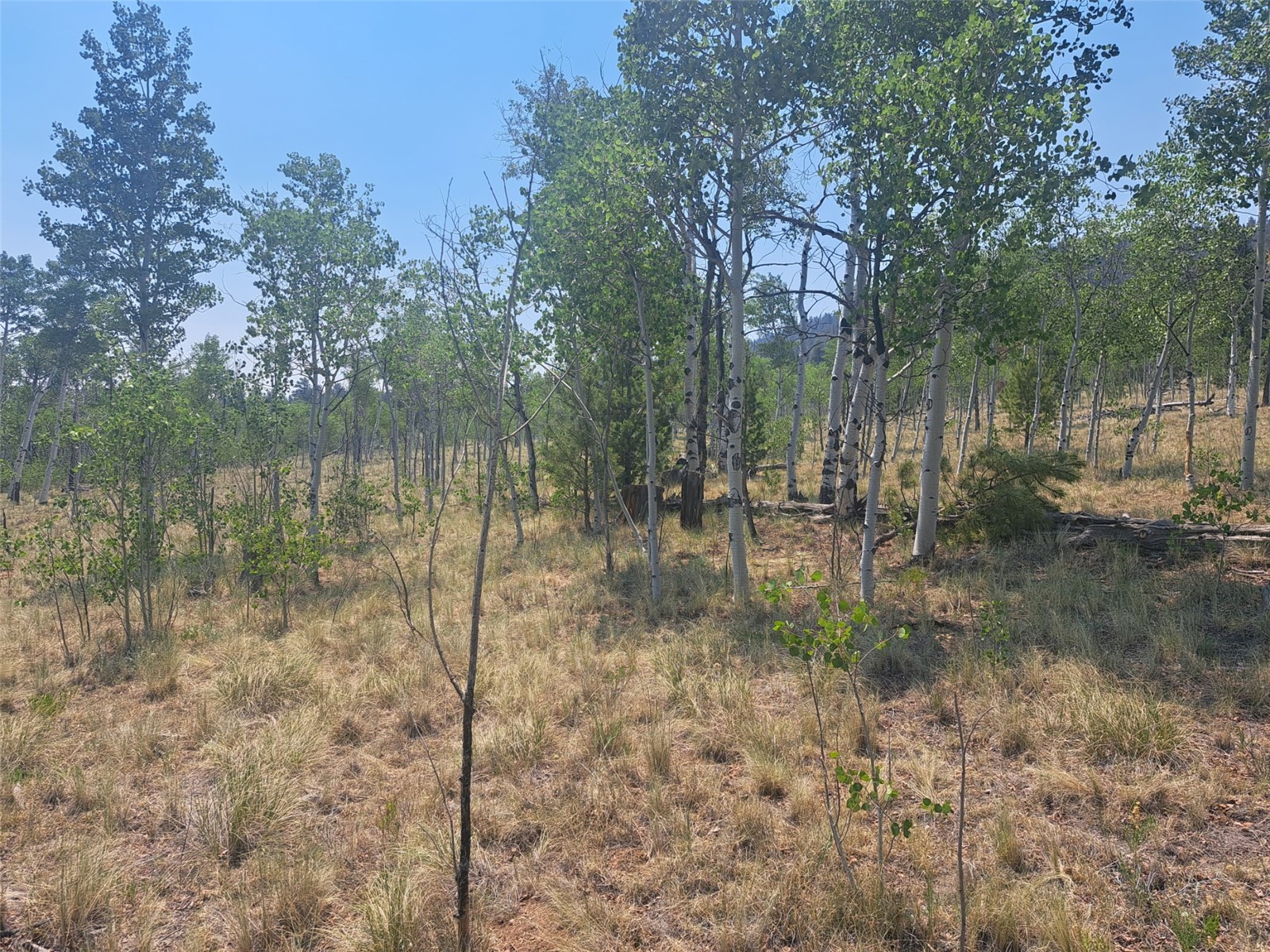 2338 Fitzsimmons Road Hartsel CO 80449