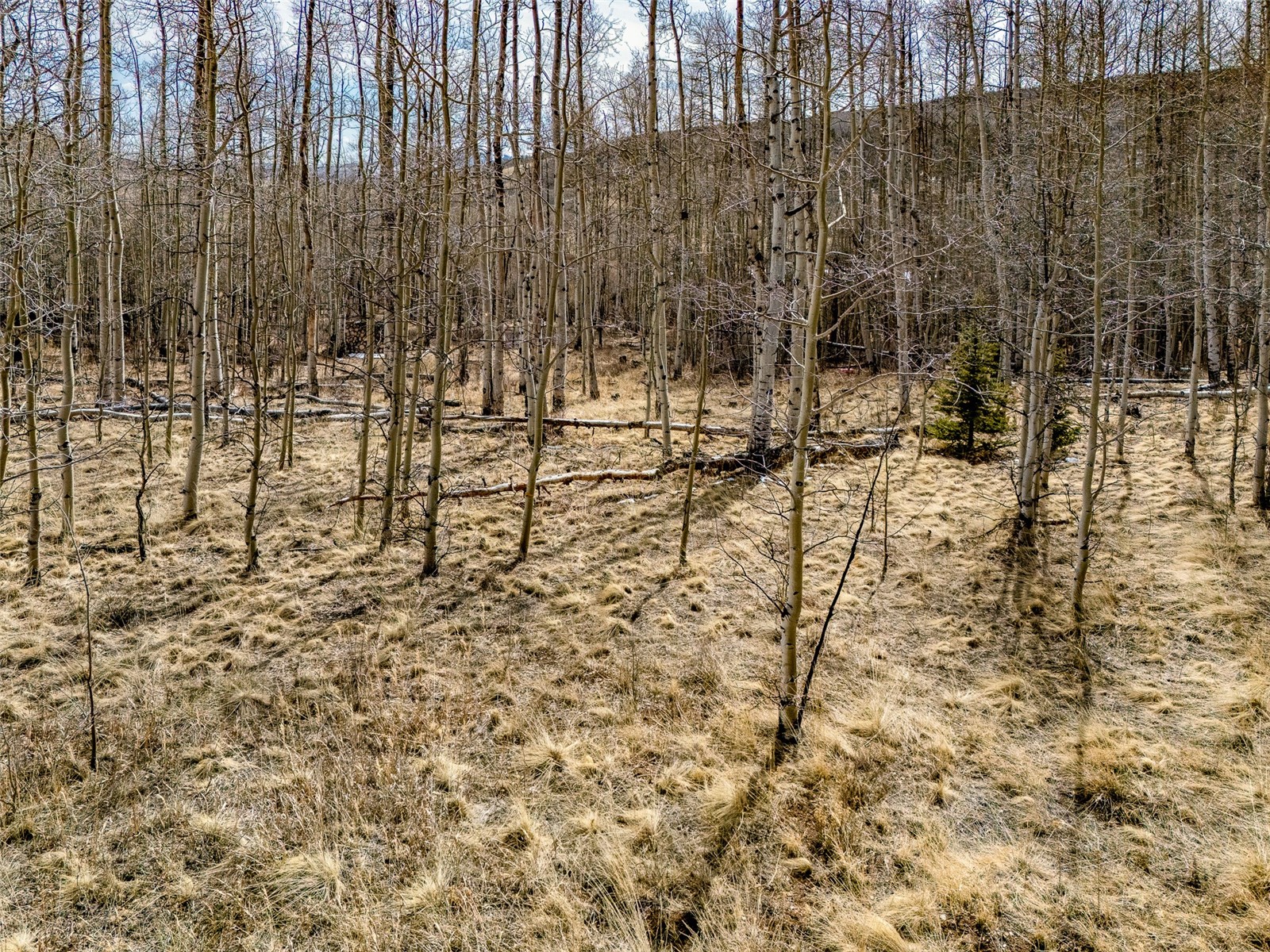 1555 Sheep Ridge Road Fairplay CO 80440