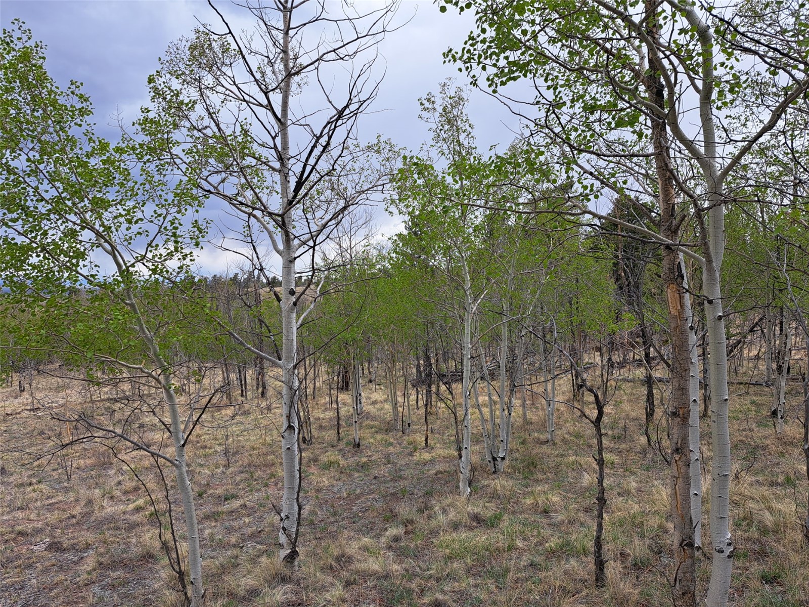 ` Dog Soldier Trail Hartsel CO 80449