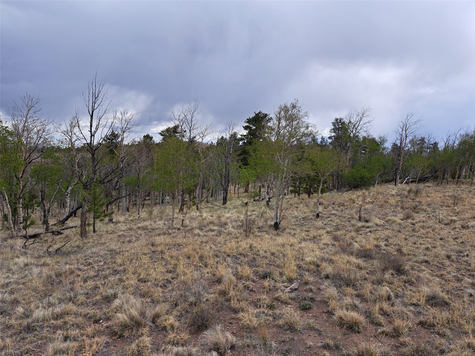 ` Dog Soldier Trail Hartsel CO 80449