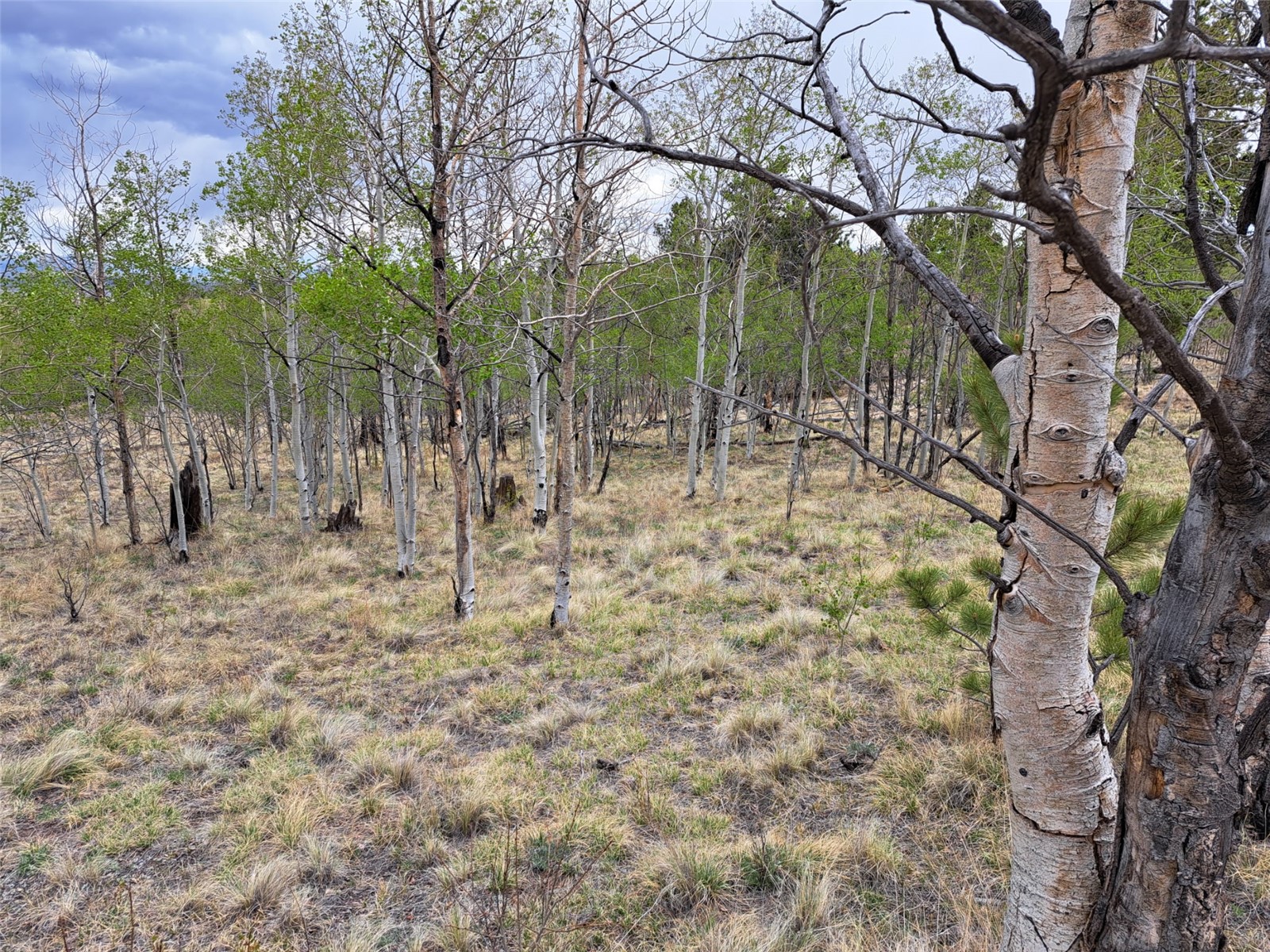 ` Dog Soldier Trail Hartsel CO 80449