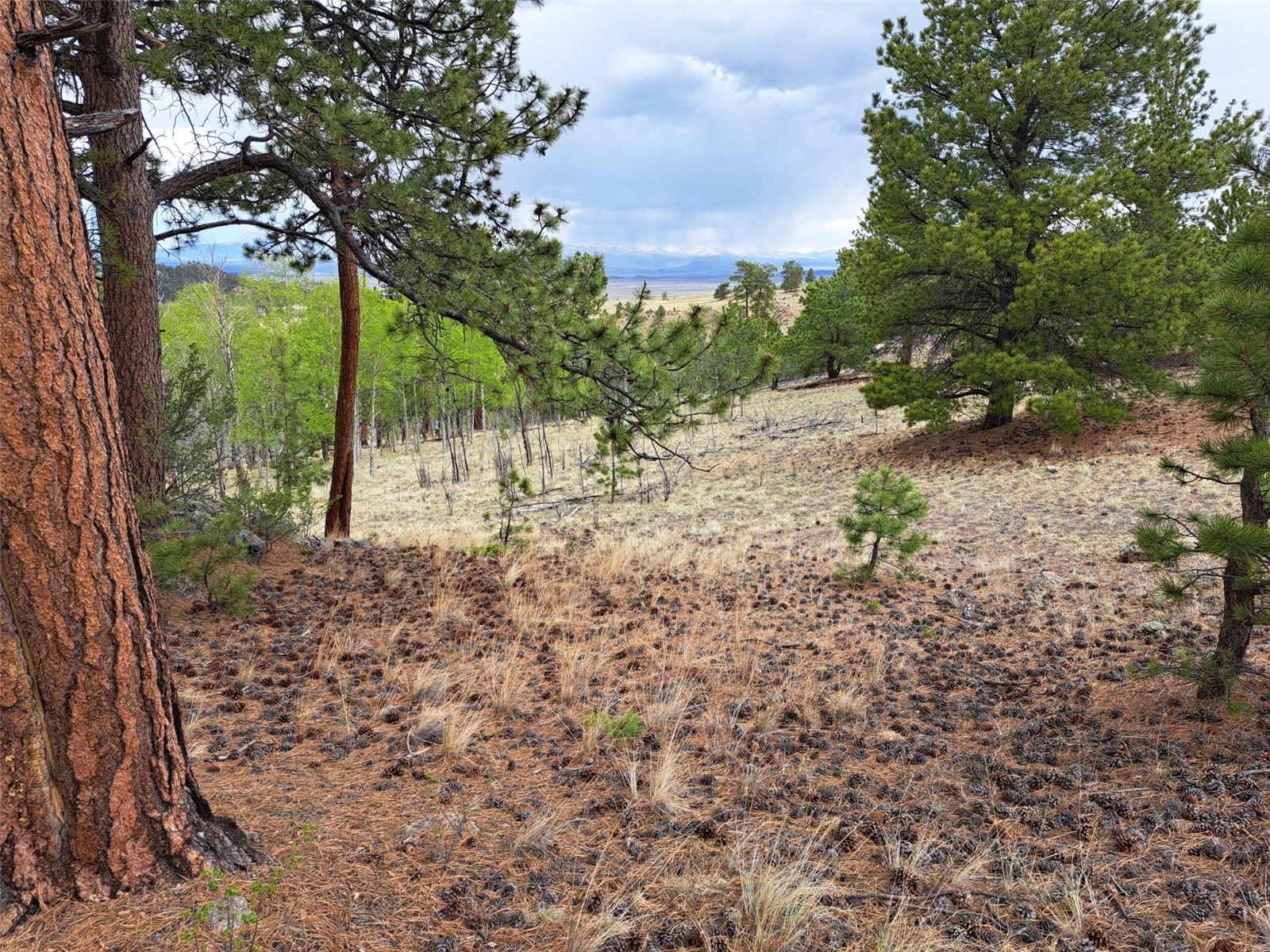 ` Dog Soldier Trail Hartsel CO 80449