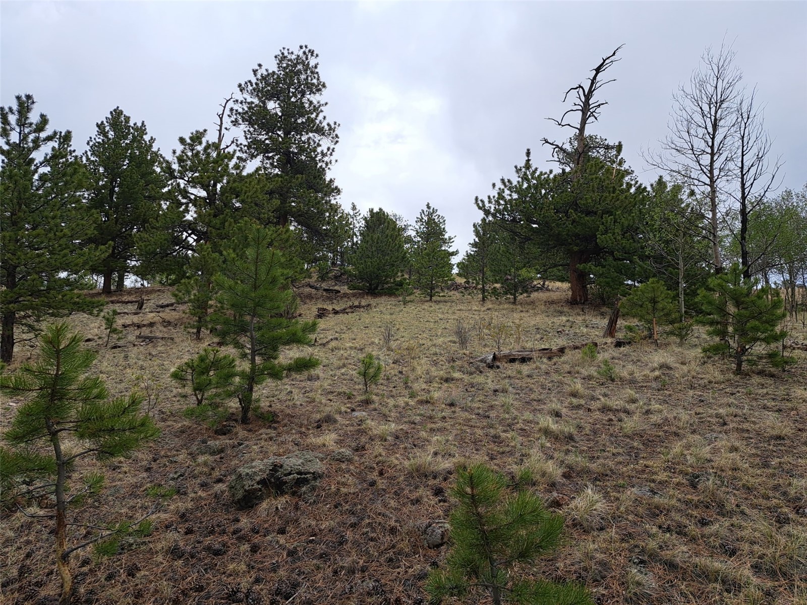 ` Dog Soldier Trail Hartsel CO 80449