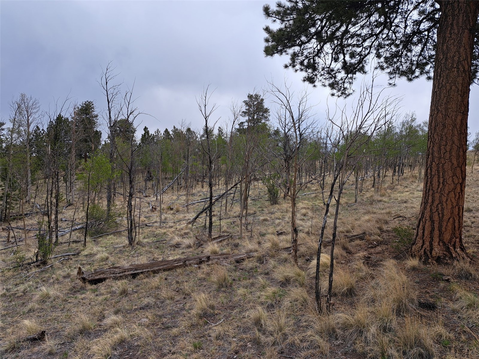 ` Dog Soldier Trail Hartsel CO 80449