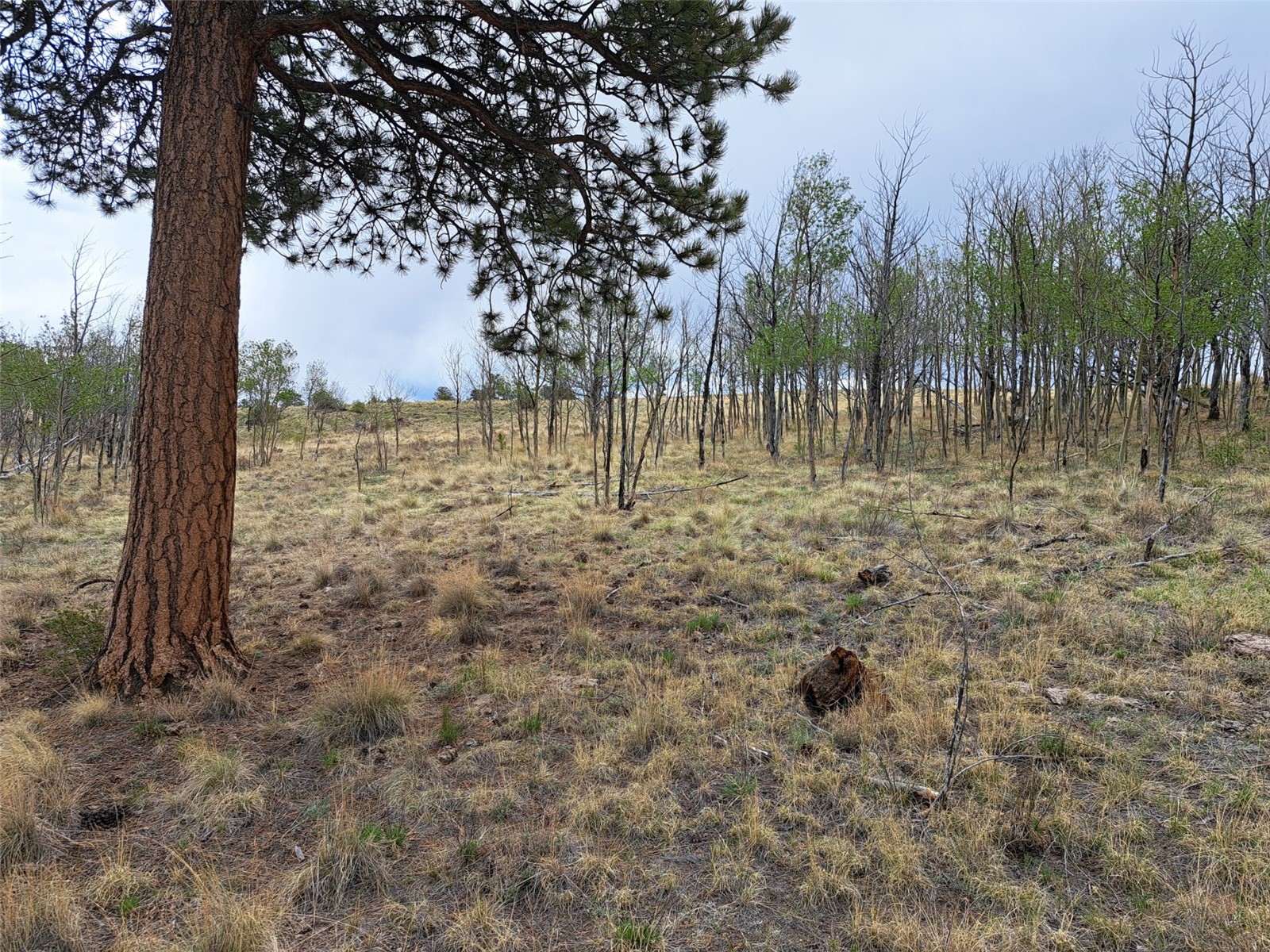 ` Dog Soldier Trail Hartsel CO 80449