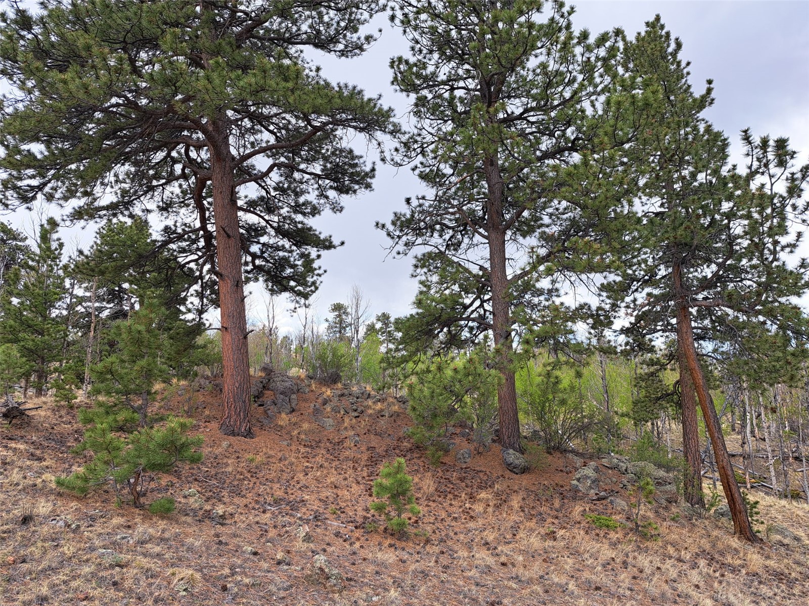 ` Dog Soldier Trail Hartsel CO 80449