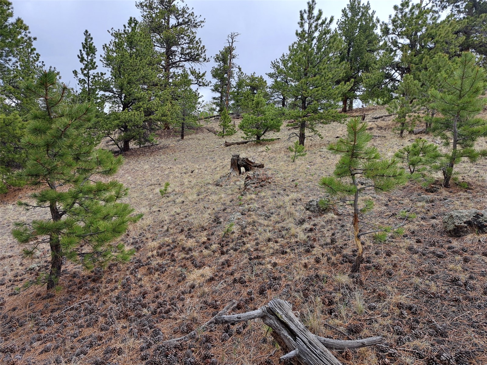 ` Dog Soldier Trail Hartsel CO 80449