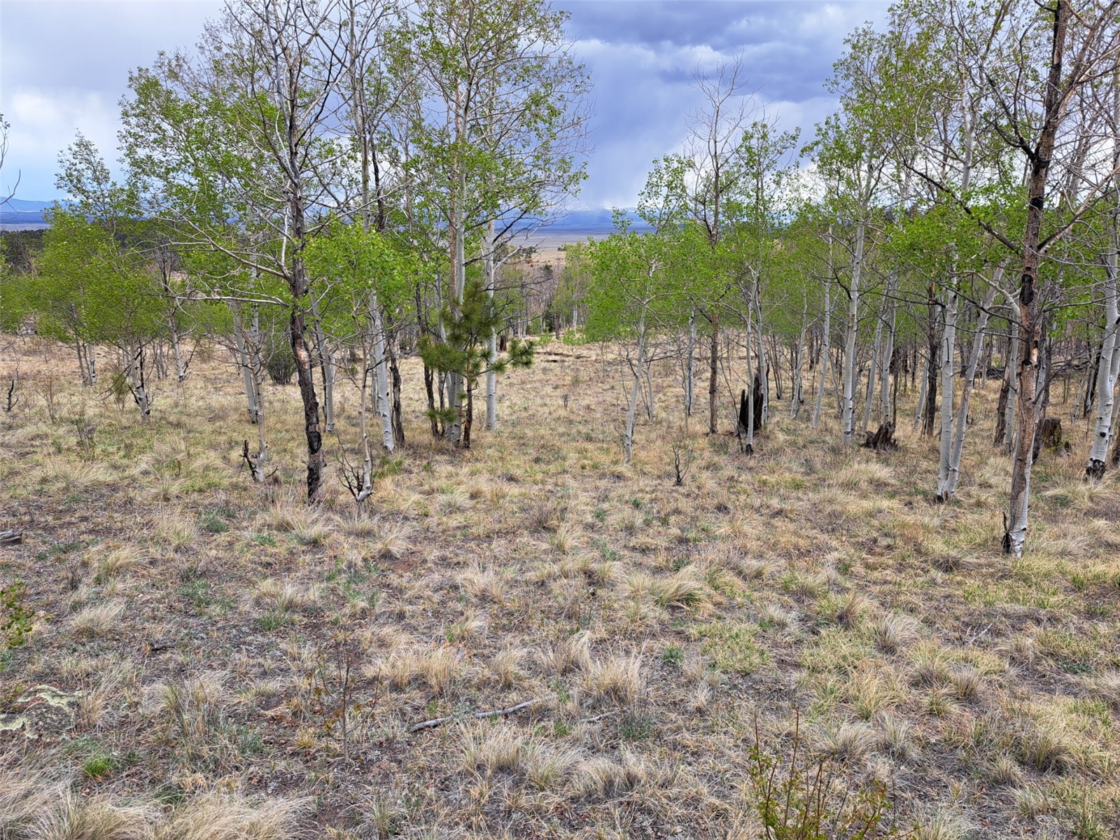 ` Dog Soldier Trail Hartsel CO 80449