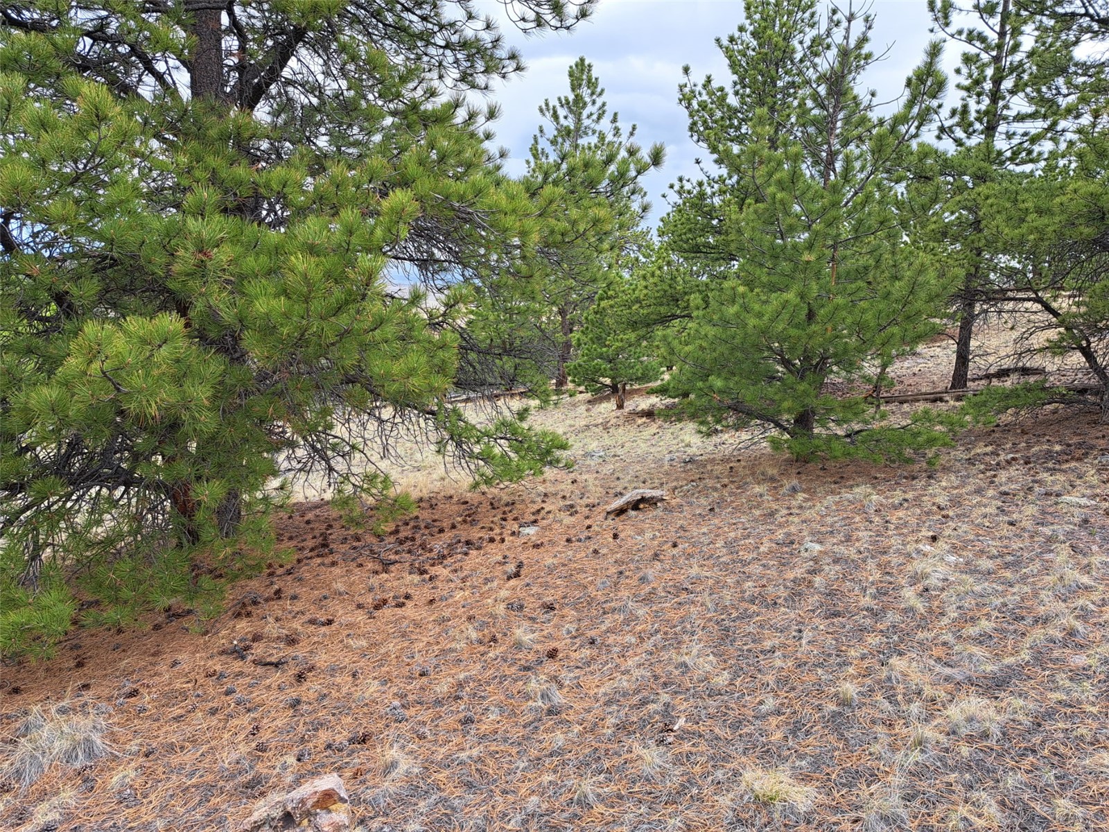 ` Dog Soldier Trail Hartsel CO 80449