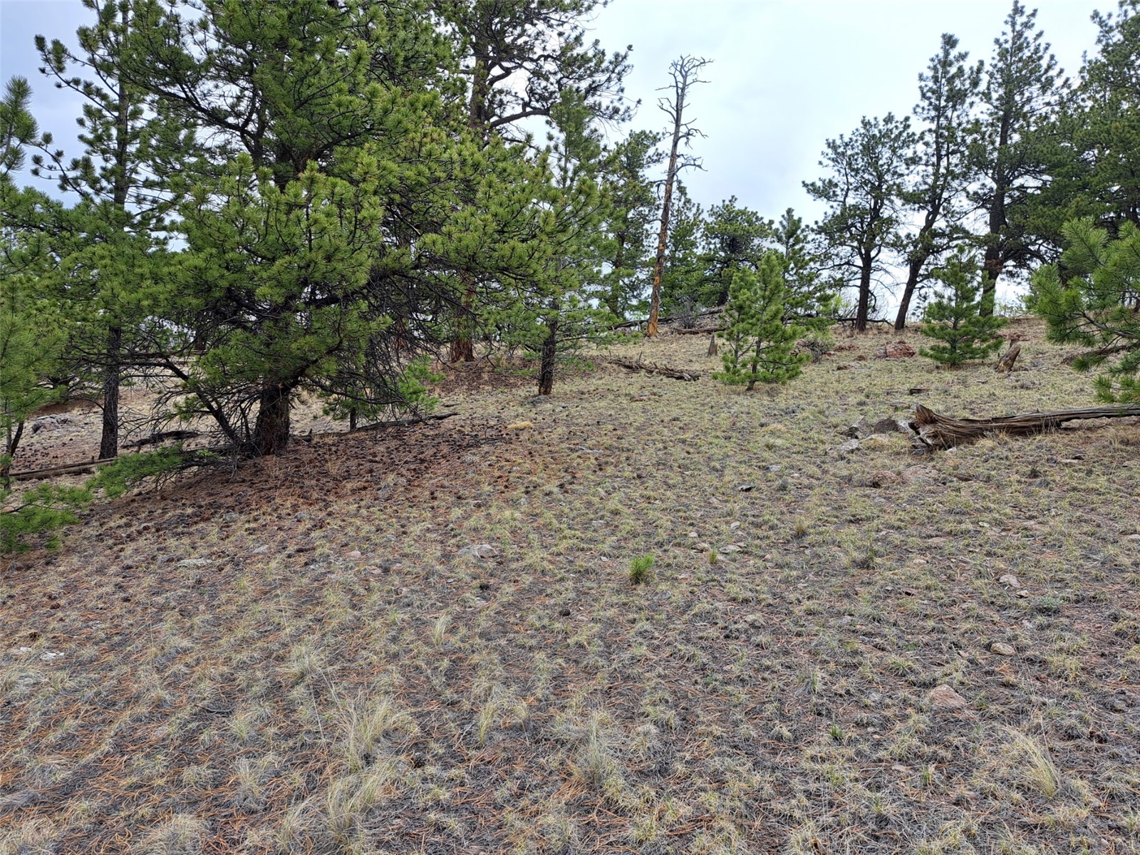 ` Dog Soldier Trail Hartsel CO 80449