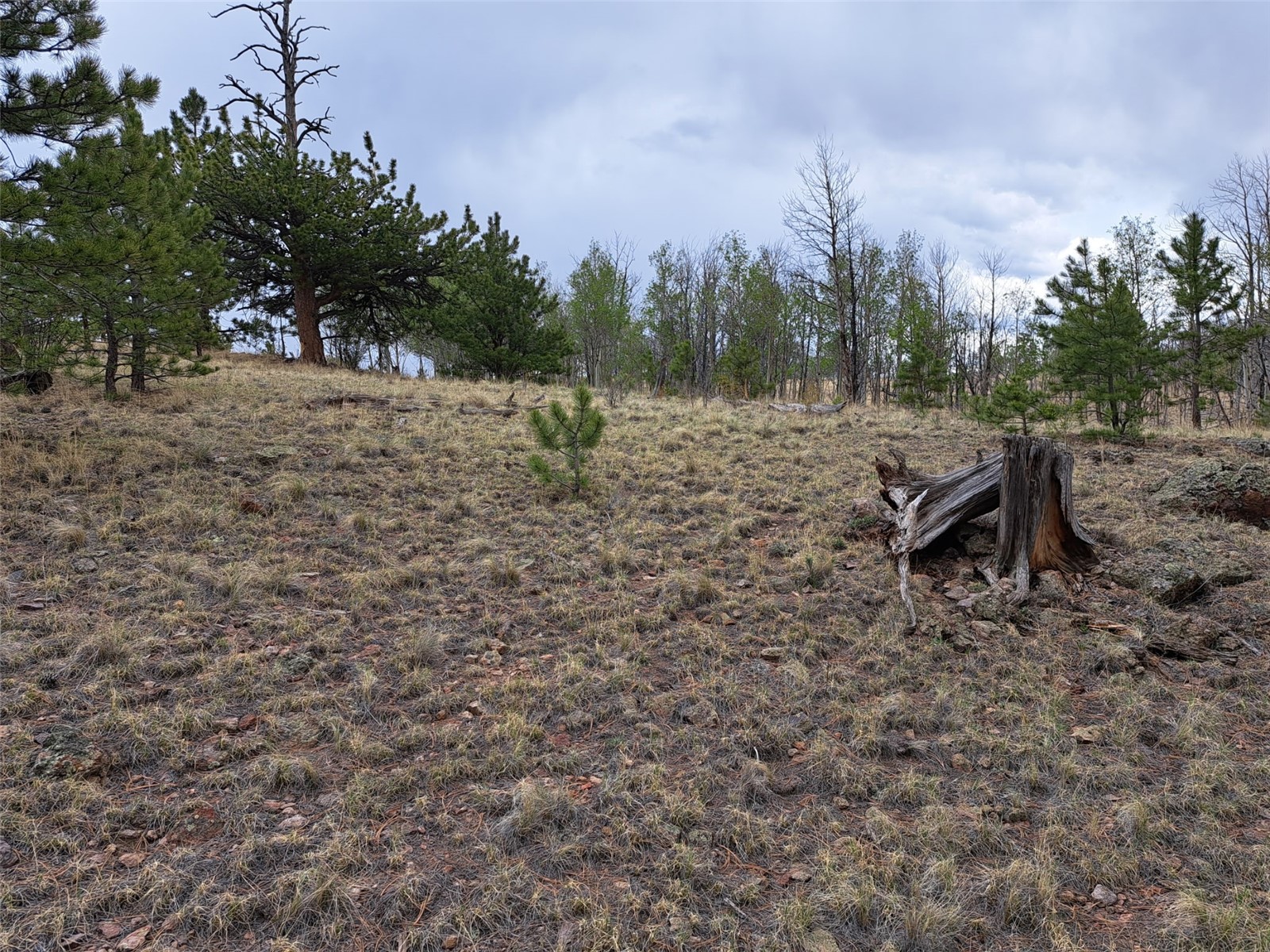 ` Dog Soldier Trail Hartsel CO 80449