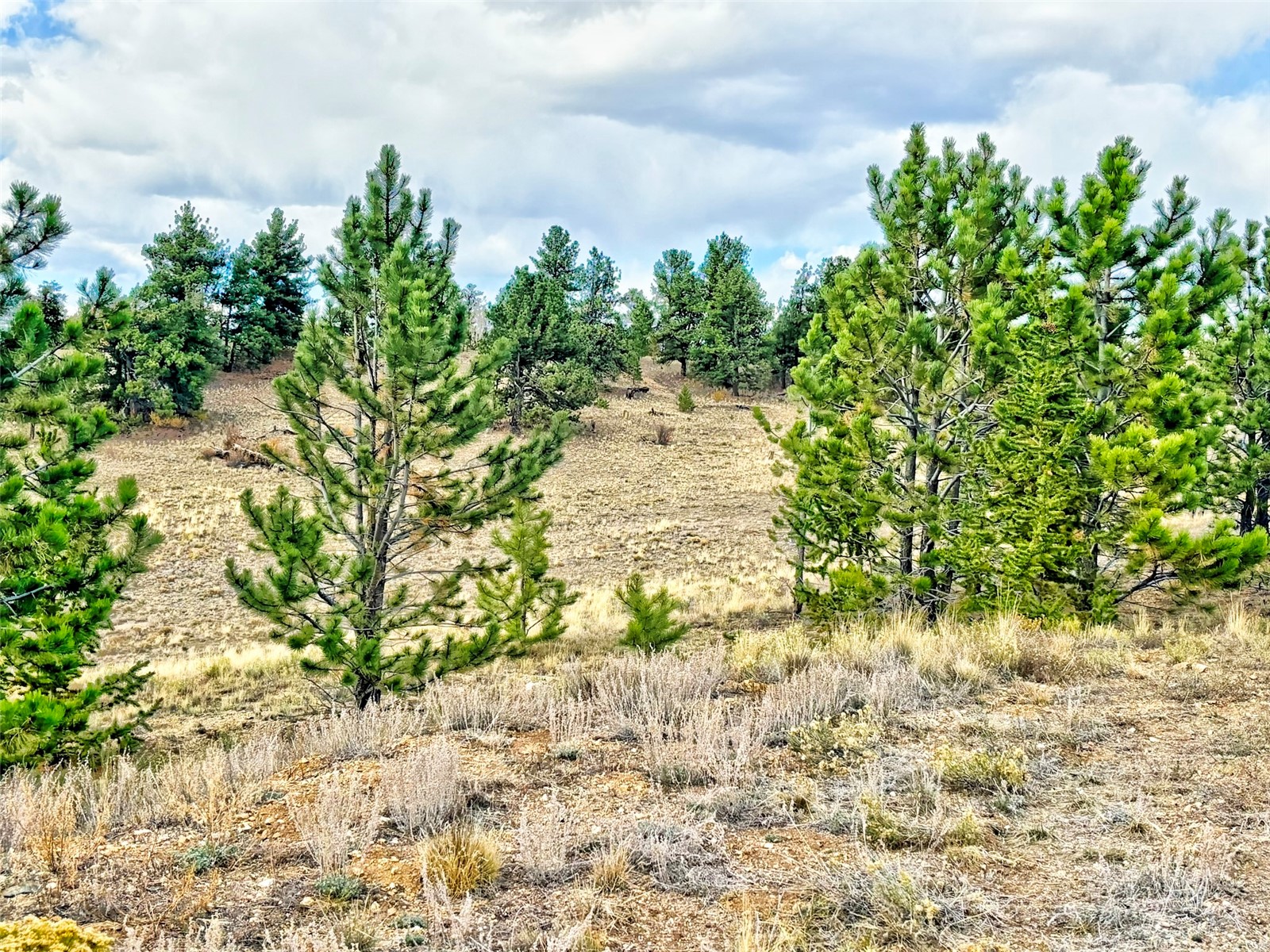 115 Black Canyon Court Hartsel CO 80449