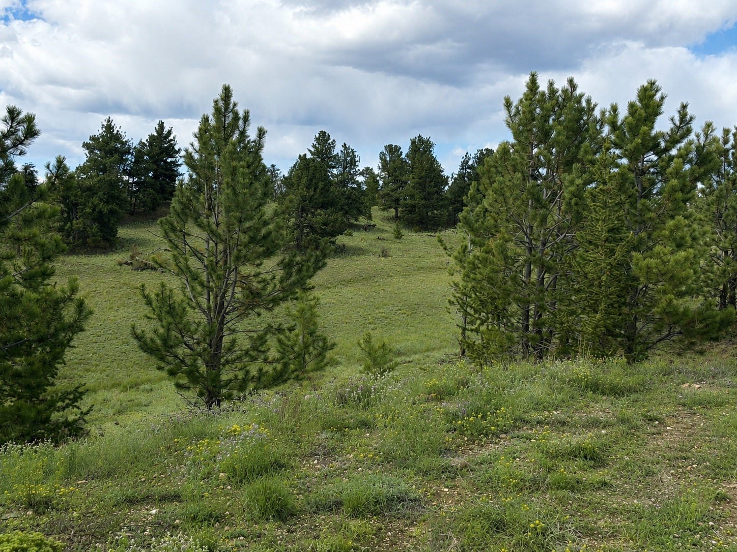 115 Black Canyon Court Hartsel CO 80449