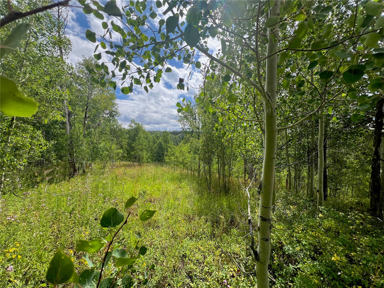 26925 Beaver Canyon Drive Clark CO 80428