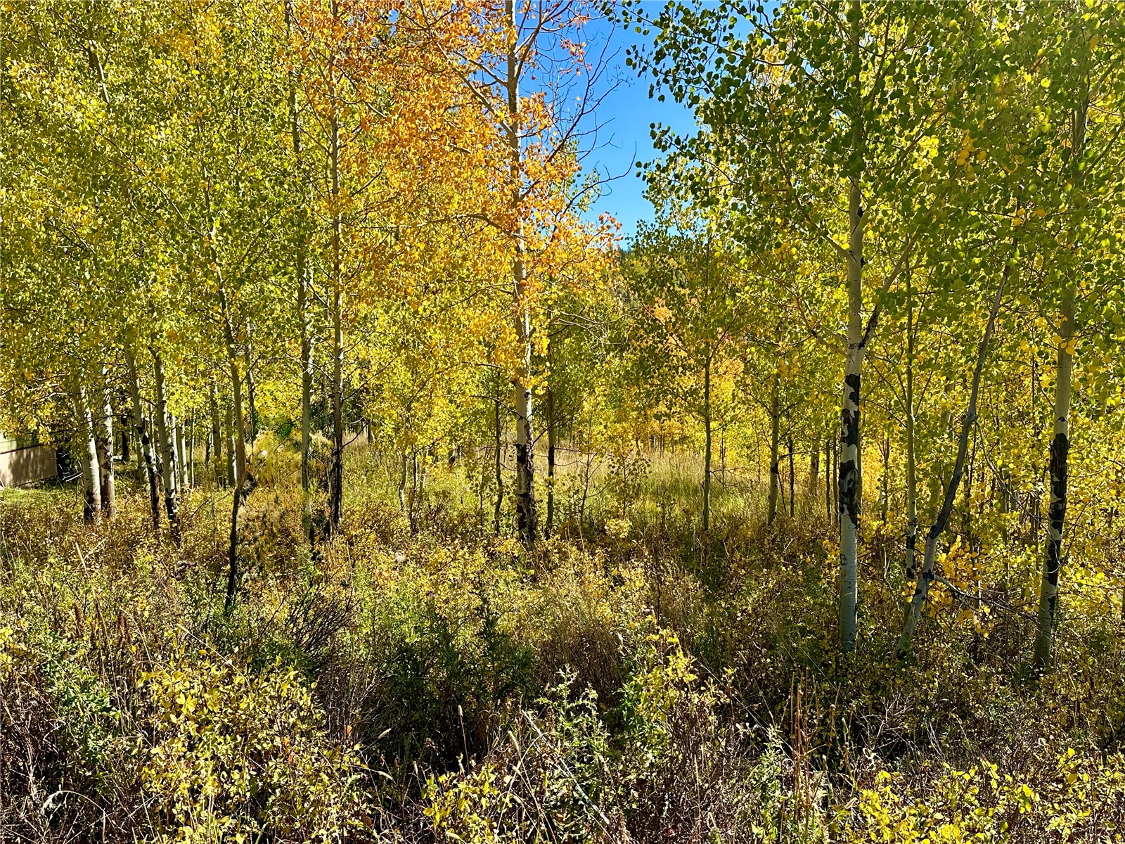 26925 Beaver Canyon Drive Clark CO 80428