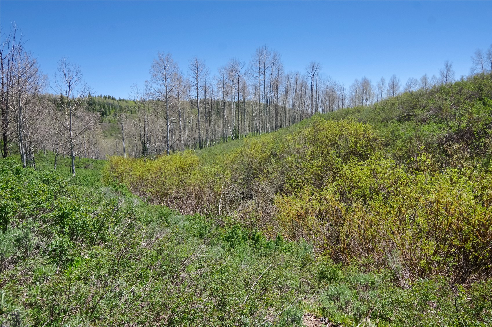 26925 Beaver Canyon Drive Clark CO 80428