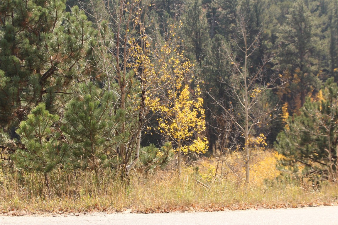2020 Shelton Drive Bailey CO 80421