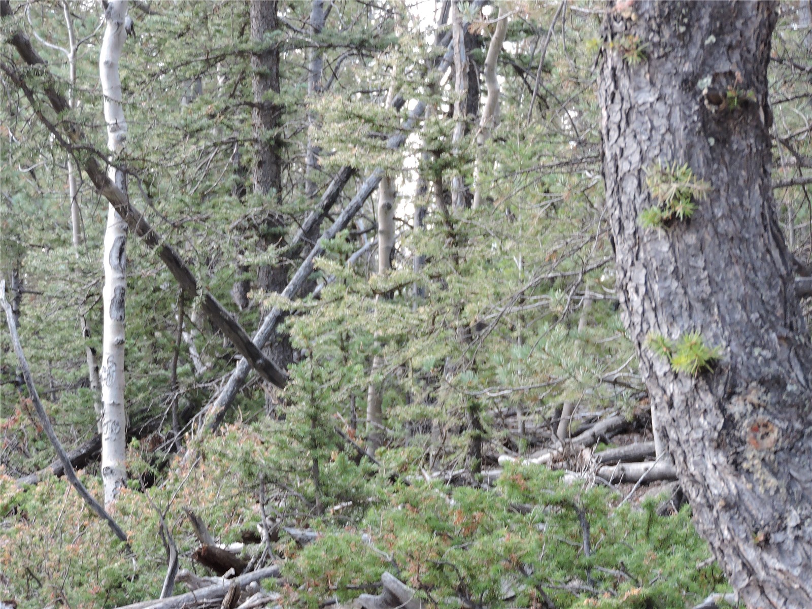 258 Old Squaw Road Como CO 80432