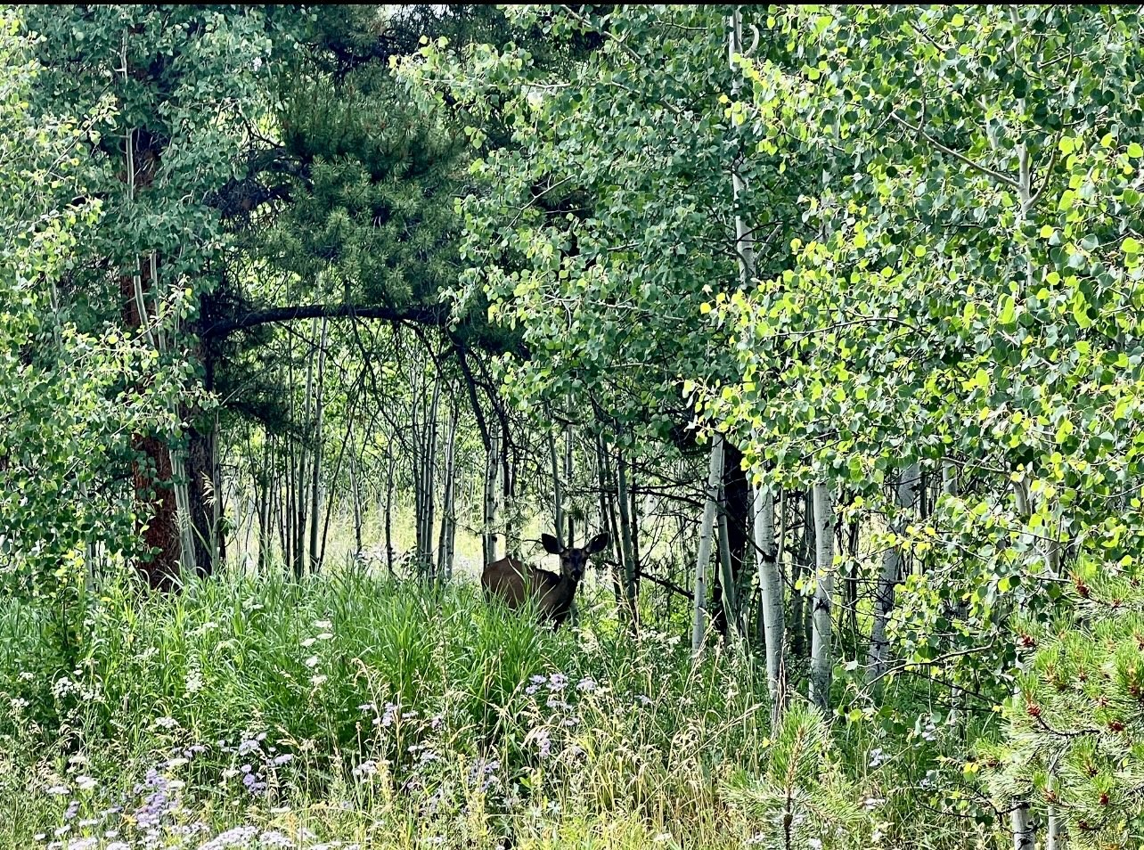 Lot 61 & 62 Big Whip Way Oak Creek CO 80467