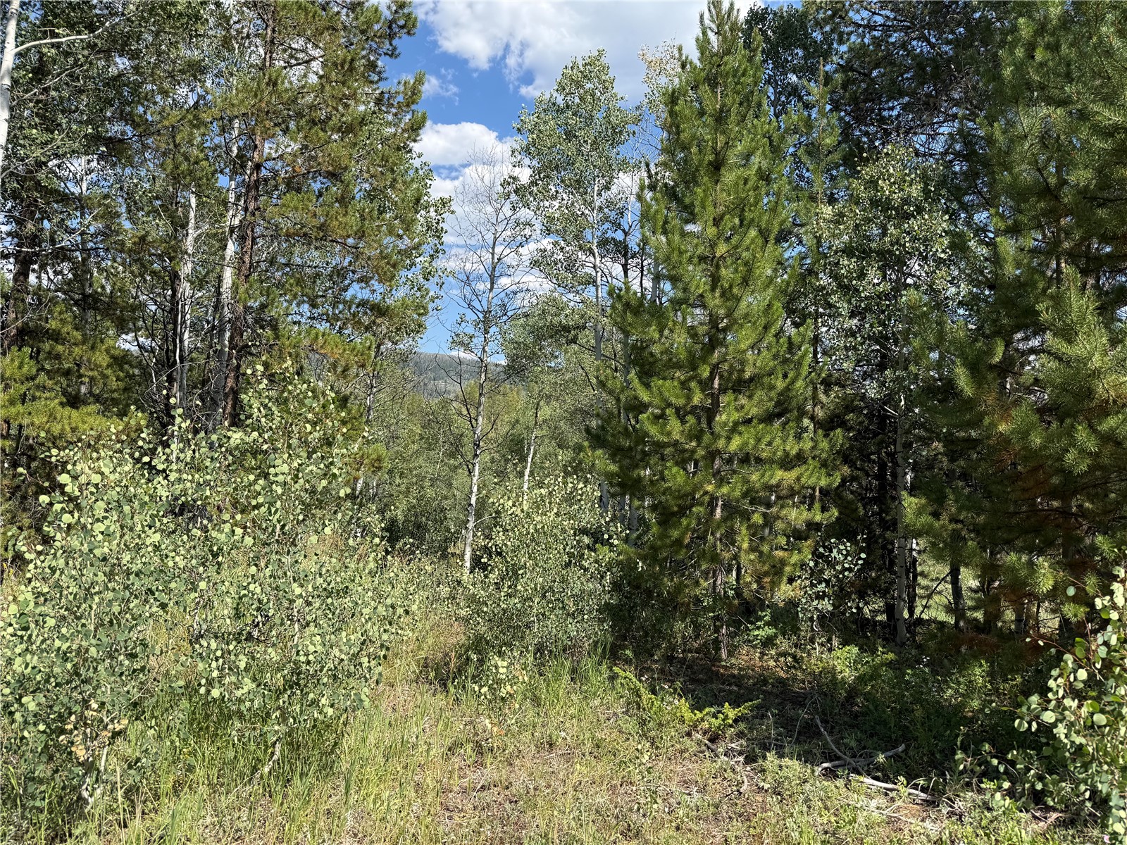 Lot 61 & 62 Big Whip Way Oak Creek CO 80467