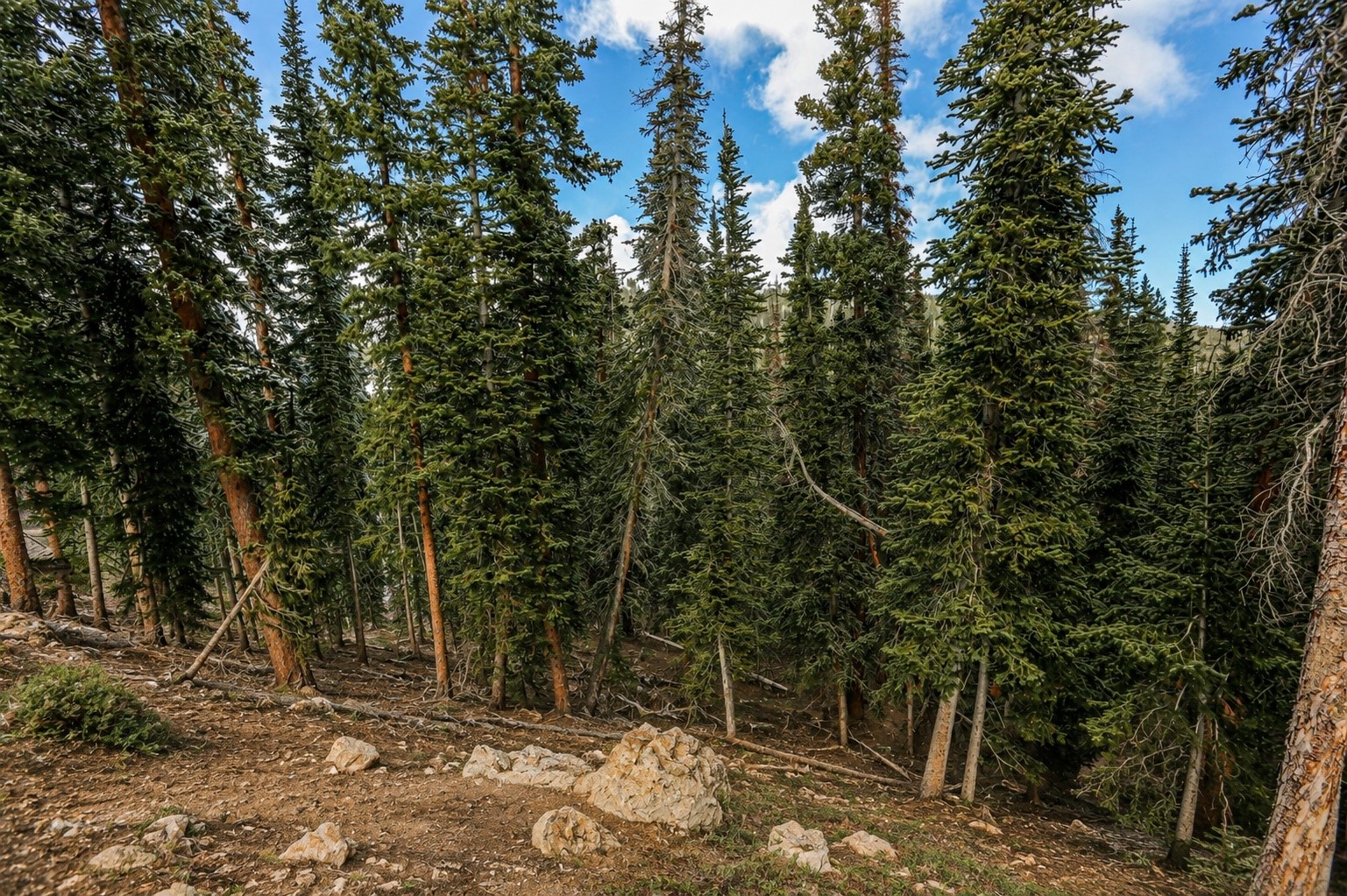 450 Quandary View Drive Breckenridge CO 80424
