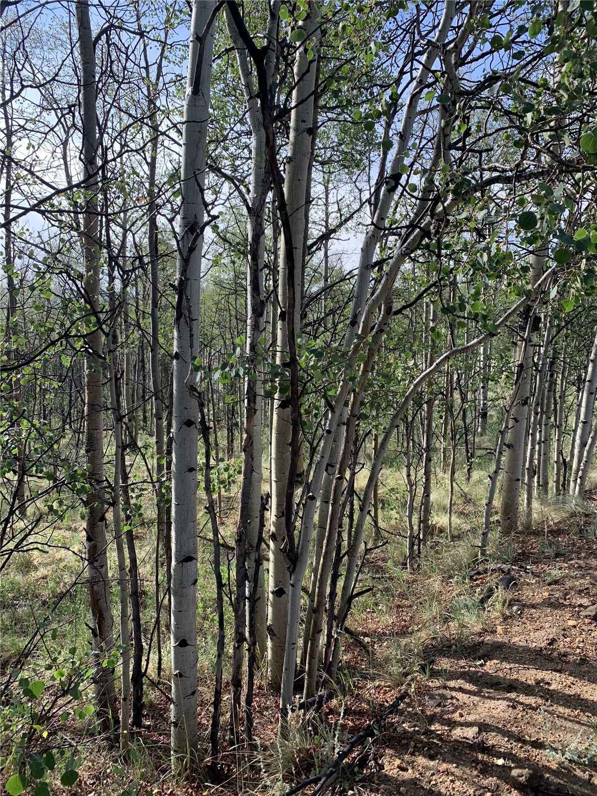 540 Vulture Lane Como CO 80432