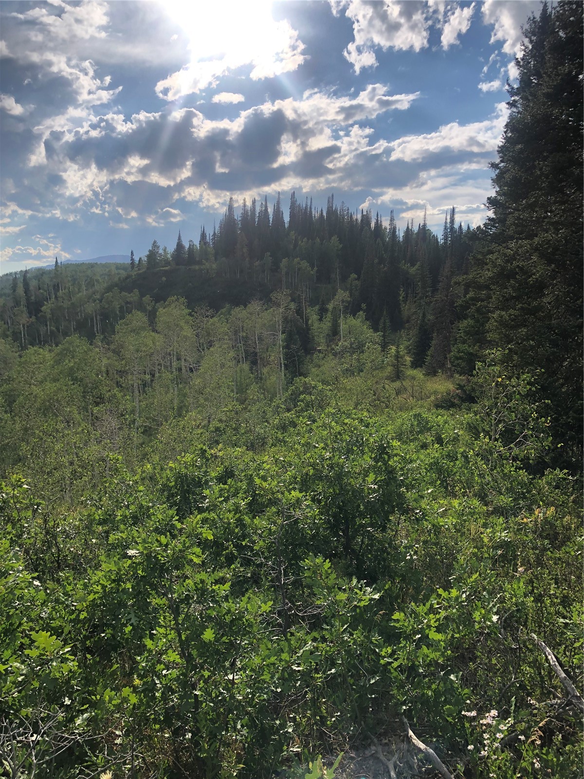 Tbd Beaver Canyon Drive Clark CO 80428