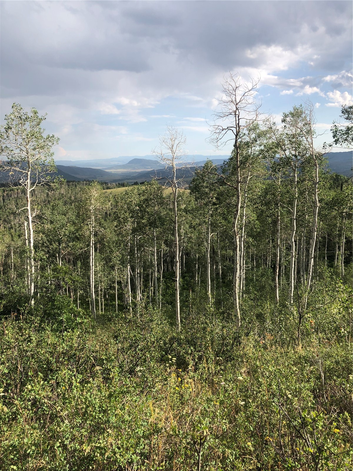 Tbd Beaver Canyon Drive Clark CO 80428