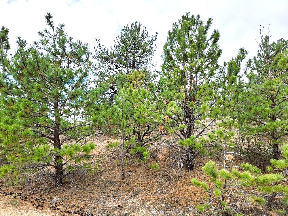 1051 Arapahoe Trail Hartsel CO 80449