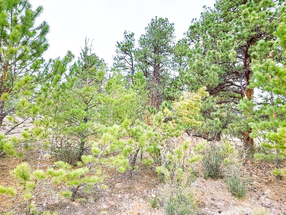 1051 Arapahoe Trail Hartsel CO 80449