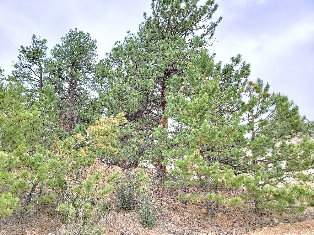 1051 Arapahoe Trail Hartsel CO 80449