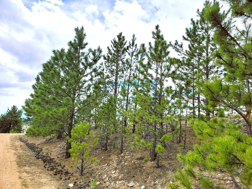 1051 Arapahoe Trail Hartsel CO 80449