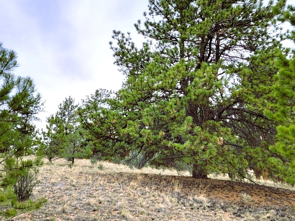 1051 Arapahoe Trail Hartsel CO 80449