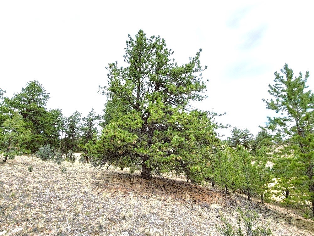 1051 Arapahoe Trail Hartsel CO 80449