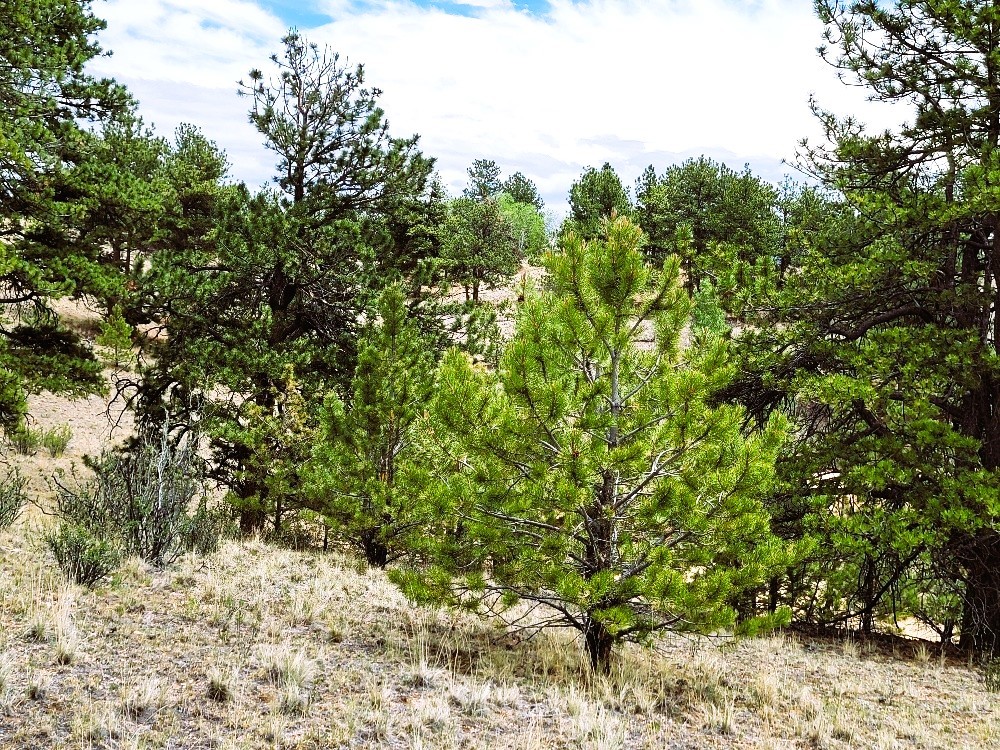 1051 Arapahoe Trail Hartsel CO 80449