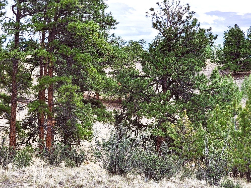 1051 Arapahoe Trail Hartsel CO 80449
