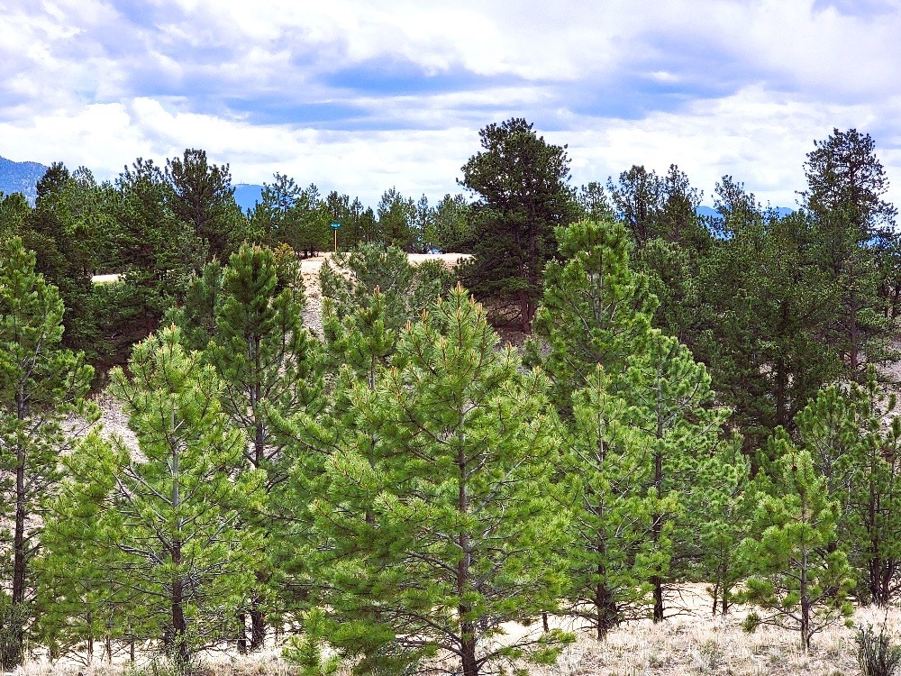 1051 Arapahoe Trail Hartsel CO 80449