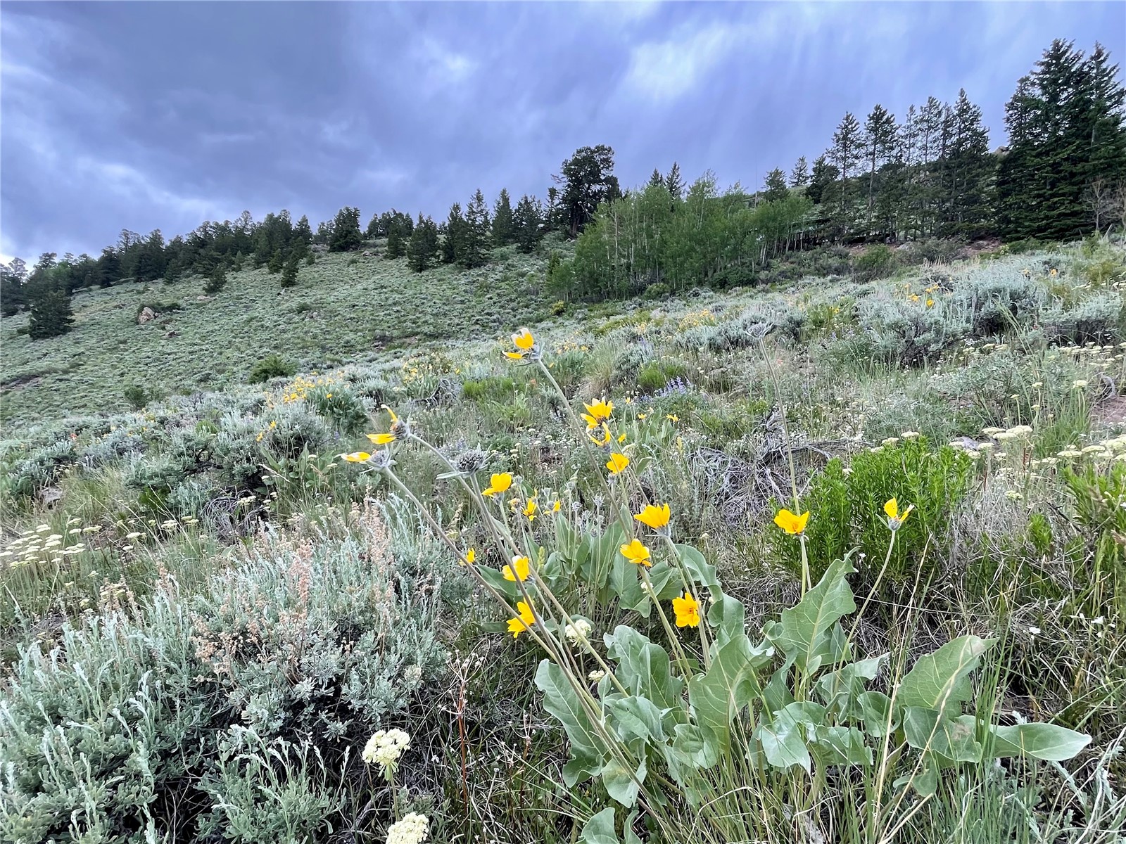 371 Z Road Silverthorne CO 80498