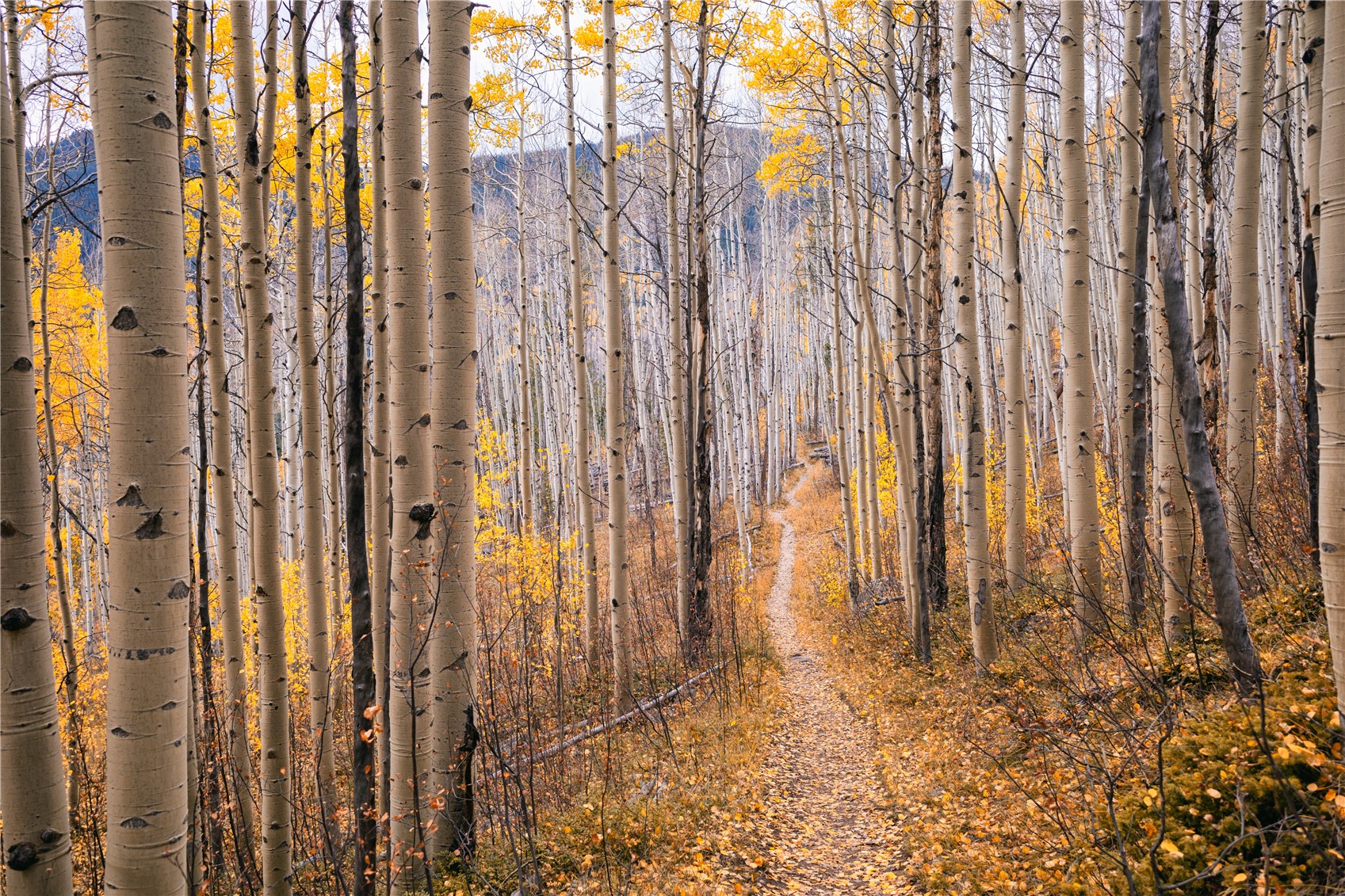 190 Easy Bend Trail Silverthorne CO 80498