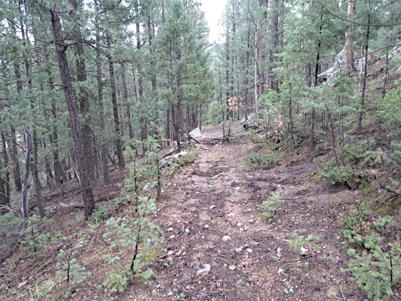 360 Hi Meadow Drive Bailey CO 80421